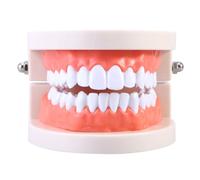 SOLUSTRE Modelo de Dientes Estándar para Demostración para Enseñanza Base Fija de Pvc, Herramienta Didáctica y Planificación Clínicas Dentales