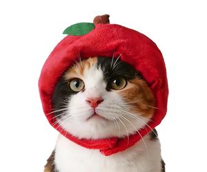 Sombrero para perros pequeños - Gorro ajustable con diseño de frutas - Sombrero para gatos y animales pequeños - Para fiesta de disfraces, fiesta familiar, actuación en escenario, fiesta teatral