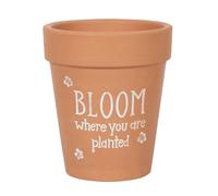 Something Different Maceta Bloom Where You Are Planted de Terracota (SD4219)