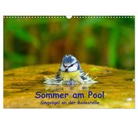 Sommer am Pool - Singvögel an der Badestelle (Wandkalender 2026 DIN A3 quer), CALVENDO Monatskalender: Badende Singvögel im Garten