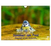Sommer am Pool - Singvögel an der Badestelle (Wandkalender 2026 DIN A4 quer), CALVENDO Monatskalender: Badende Singvögel im Garten