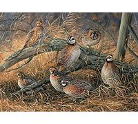 SongYww DIY 5D Diamond Kit Completo para Adultos Niños，Familia de codornices Pintura Diamante Diamante Artes para la DecoracióN de Paredes en EI Dormitorio y la Sala de Estar Square Drill 40x60cm