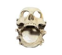 Soporte de joyería de resina con diseños creativos de calavera, Ideal para oficinas en hogar y decoraciones para fiestas, estante de almacenamiento con forma de calavera