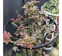 Soporte de metal para enrejado de obelisco de jardín para plantas trepadoras para uso en interiores y exteriores, optimización vertical del espacio (185 cm)