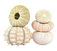 Soportes para Plantas de Concha, 5 Piezas, Maceta Colgante de Concha de Erizo de Mar, Soporte Decorativo para Plantas de Aire, Contenedor de Exhibición Suculento de Mini Concha (juego de 5 piezas)