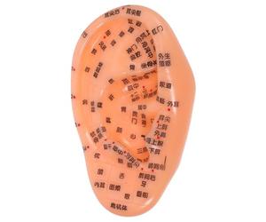 SOPOTUTU Modelo De Acupuntura De Oído Realista Modelo De Reflexología Auricular Para Práctica De Acupresión y Entrenamiento Medicina Tradicional