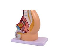 SORECI Pelvis Masculina Modelo de anatomía reproductiva,Tamaño Natural 5-Partes Modelo de la Pelvis en el zócalo, Muscular,Urinario,Sistema Reproductivo,Anatomía Modelo Médico para la Enseñanza
