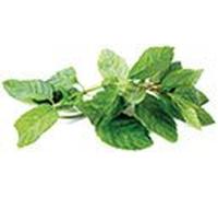 Sosa Modern Gastronomy - Pasta de menta blanca (1,25 kg)