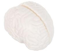 Sosoport Herramienta Didáctica De Anatomía Modelo Cerebral Para Ciencia Modelo Anatómico Del Cerebro Herramienta De Estudio De Psicología