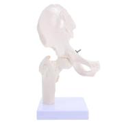 Sosoport Modelo Anatómico del Esqueleto Humano de Articulación de Cadera Desmontable para Enseñanza Herramienta Educativa Científica Sistema Esquelético Detallado para Estudio Anatómico