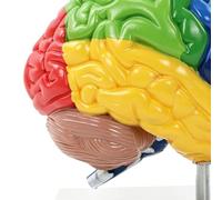 Spacnana Modelo de Cerebro Humano, Herramienta de Enseñanza de Neurociencia de Anatomía con Zonas Funcionales Codificadas por Colores para Educación Cognitiva en Psicología