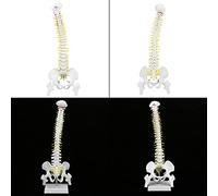 Spacnana Modelo de Columna Humana Extraíble, Material de PVC, Anatomía Detallada con Pelvis y Fémur para Enseñanza y Estudio Quiropráctico