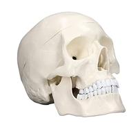 Spacnana Modelo Extraíble del Cráneo Humano Principal con un Curso de Diseño para Anatomía Humana