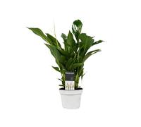 Spathiphyllum Natural de Fácil Mantenimiento Una Planta de Interior Ideal para Principiantes
