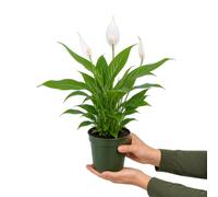 Spathiphyllum Wallisii Flor de la Paz de DECOALIVE Planta Decorativa Blanca Maceta 9 cm Diámetro Altura 20 cm