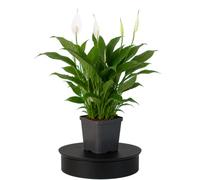 Spathiphyllum Wallisii Lirio de Paz DECOALIVE Planta Ornamental de Flor Blanca Maceta 12 cm de Diámetro Altura 40 cm