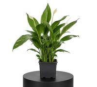 Spathiphyllum Wallisii Lirio de Paz DECOALIVE Planta Ornamental de Flor Blanca Maceta 17 cm de Diámetro Altura 70 cm