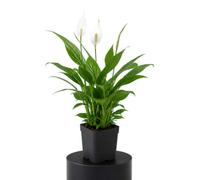 Spathiphyllum Wallisii Lirio de Paz DECOALIVE Planta Ornamental de Flor Blanca Maceta 9 cm de Diámetro Altura 20 cm