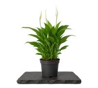 Spathiphyllum Wallisii Lirio de Paz en Maceta de 12 cm de Diámetro | DECOALIVE Planta de 40 cm de Altura