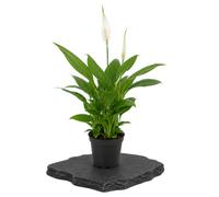 Spathiphyllum Wallisii Lirio de Paz en Maceta de 9 cm de Diámetro | DECOALIVE Planta de 20 cm de Altura