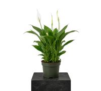Spathiphyllum Wallisii Planta Viva Flor de la Paz DECOALIVE | Decoración Natural con Flor Blanca | Maceta 12 cm Diámetro | Altura 40 cm