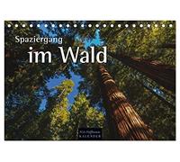 Spaziergang im Wald (Tischkalender 2026 DIN A5 quer), CALVENDO Monatskalender: Jahreszeitliche Einblicke in den Wald