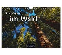 Spaziergang im Wald (Wandkalender 2026 DIN A4 quer), CALVENDO Monatskalender: Jahreszeitliche Einblicke in den Wald
