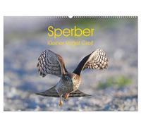 Sperber - Kleiner Vogel Greif (Wandkalender 2026 DIN A2 quer), CALVENDO Monatskalender: Eindrücke aus dem Leben eines Sperberpaares