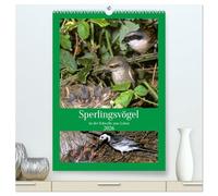 Sperlingsvögel an der Schwelle zum Leben (hochwertiger Premium Wandkalender 2026 DIN A2 hoch), Kunstdruck in Hochglanz: Entdecken Sie das Leben der Sperlingsvögel