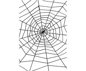 Spider & Spiders Web