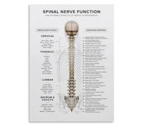 Spinal Nerve Function Chart Poster Chiropractor Office Wall-Art