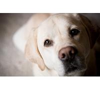 SPJOY pintar por numeros adultos con diy kit animal Perro labrador golden retriever 16X20inch