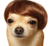 Sporer @ Mascota Disfraces León Mane Peluca Disfraz de Gato y pequeño Perro Disfraz con Plumas de Catnip Juguete marrón Gorro de Invierno Gorro con Orejas para Halloween, Navidad