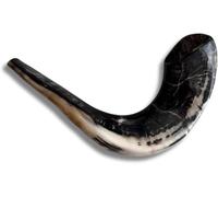 Spring Nahal - Cuerno de shofar de carnero Kosher totalmente pulido de Israel, instrumento musical judío fácil de soplar, fabricado en Israel por Spring Nahal (16 a 18 pulgadas)