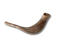 Spring Nahal Shofar: Shofar auténtico y kosher pulido de cuerno de carnero de Israel (30,5 - 35,6 cm)