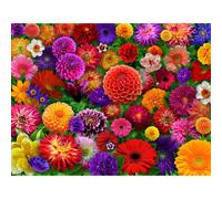 Springbok Blooming Every Daisy 500 Piece Jigsaw Puzzle for Adults - Colorful Flower Collage - Unique Cut Pieces - Great for Relaxing and Mindful Activ