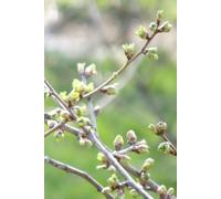 Springtime Photo Cover Undated Calendar A5 Planner: Weekly Organizer, Notebook & Scrapbook Journal All-in-One Gender Neutral Diary