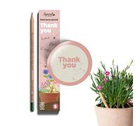 SproutWorld Lápices | Thank You Edition | Lápices plantables con semillas de flores | Regalo sostenible para dar las gracias | Pack de 5 | Madera ecológica