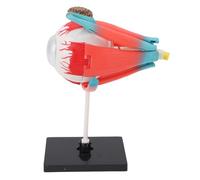 Srliya Modelo de Anatomía del Ojo Modelo de Ojo Humano de Globo Ocular 16 Piezas Desmontables Soporte de Exhibición Educativo Pintado a Mano Guía de Ensamblaje Descripcione