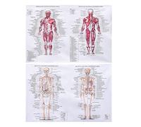 Srliya Póster de Anatomía: Muscular y Esquelético Humano en Inglés - Conjunto de Pósteres del Músculo Esquelético (A)