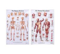 Srliya Póster de Anatomía: Sistema Muscular y Esquelético Humano en Inglés - Conjunto de Anatomía del Músculo Esquelético (B)