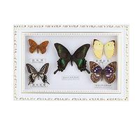 Srliya Taxidermia Mariposa 30 * 20 * 4 Exquisitas Mariposas Insecto Espécimen Artesanía Regalo de Cumpleaños Decoración del Hogar Ornamento (Marco Blanco) (Marco Blanco)