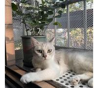 SSDDLZEQ Valla de Alambre de plástico Blanco for gallinero, Valla Hexagonal, Barrera for Animales, Malla for Aves de Corral, for gallineros, Perros y Conejos, fácil de Instalar(1.5x5m/4.9x16.4ft)