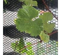 SSDDLZEQ Valla de Alambre de plástico for gallinero, 5/10/15/20/25/30/50 m, Color Negro, for jardinería avícola, Marco de Alambre de Malla for gallinero con Flores artesanales(0.8x25m(2.6x82ft))