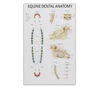 SSOPTMCB Animal Anatomy Poster Equine Chart Veterinary Medicine Guide for Clinic Office Study(Unframed,16x24inch(40x60cm))