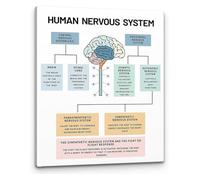 SSOPTMCB Brain Anatomy Psychology Art Human Nervous System Mental Health Wall Print for Social Worker Office Decor(Framed,08x12inch(20x30cm))