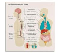 SSOPTMCB Educational Wall-Art for Reading Room Nervous System Regulation Canvas Print Self Care Mental Health Wellness Decor(Framed,16x24inch(40x60cm))