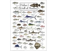 SSOPTMCB Fishes of the Gulf of Mexico Poster, 82 Species Educational Wall Chart by Diane Peebles & Dr. Bob Shipp, Vintage Marine Biology Art for Classroom Office(Framed,12x18inch(30x45cm))