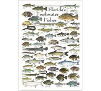 SSOPTMCB Florida Freshwater Fishes Identification Poster, Largemouth Bass Bluegill Gar Educational Chart, Vintage Wall Art for Classroom Lake House Decor(Unframed,12x18inch(30x45cm))