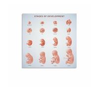 SSOPTMCB Growth During Pregnancy Chart Poster, W y W evelopment Milestones Guide, Educational Wall-Art(Unframed,16x24inch(40x60cm))